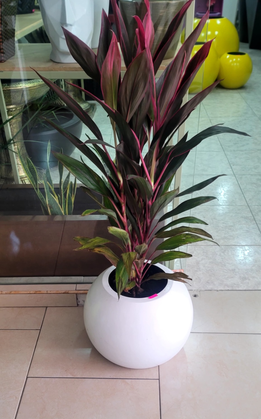 Foto 6 de la galería de macetas y piezas decorativas